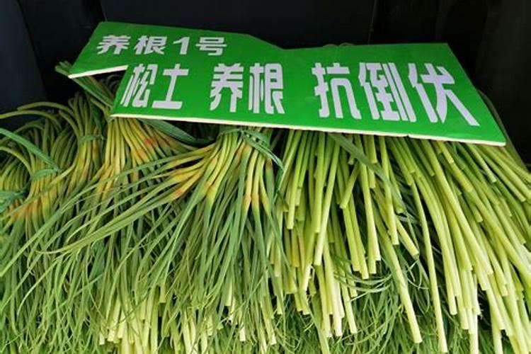 灭蚂蚁用硼酸粉还是硼砂