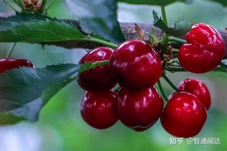 7月份大樱桃叶面肥用什么好呢