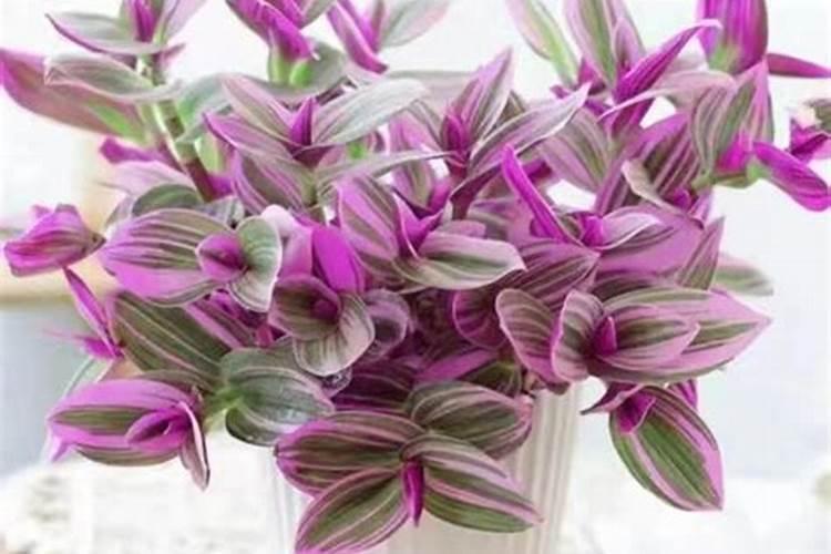 吊兰浇什么肥料合适