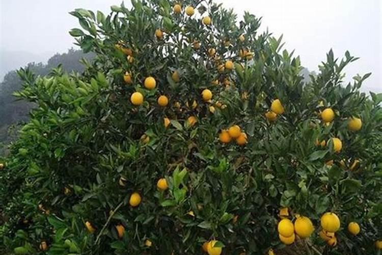 一年树脐橙施肥方案 施什么肥效果好