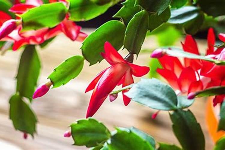 高蛋白鱼饲料配方