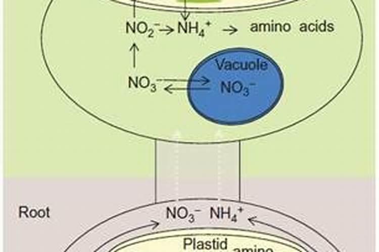 化学肥料与水溶性有机肥有何区别