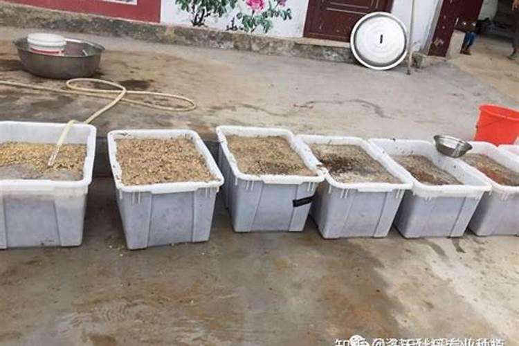 牡丹施肥用什么肥料合适,种植牡丹花四大高效肥料