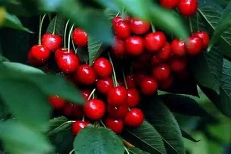 车厘子的种植条件有了解的吗？