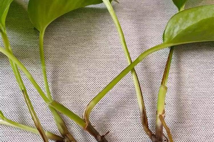 夏橙春季施肥讲解