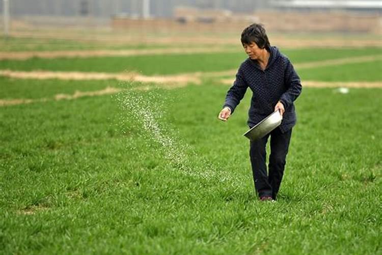 小麦返青用什么肥最好