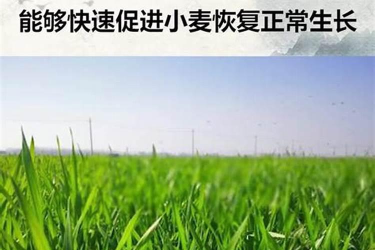 小麦反青用什么肥料最好