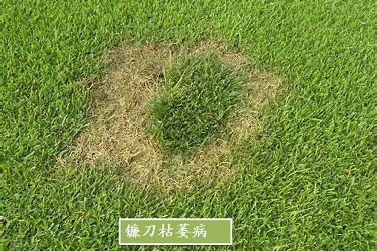 麦苗黄尖是什么病？