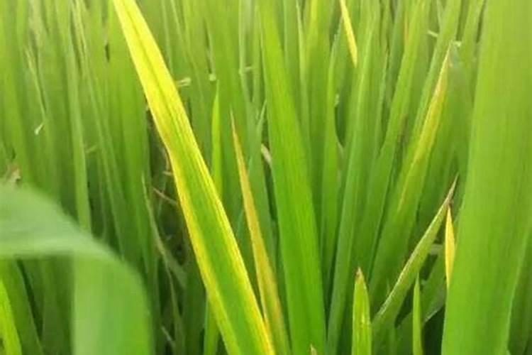 稻叶干尖黄尖用什么叶面肥好