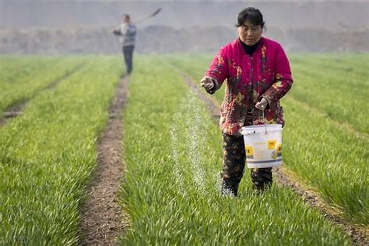 苏贝尔翠培三个十九水溶肥效果好吗
