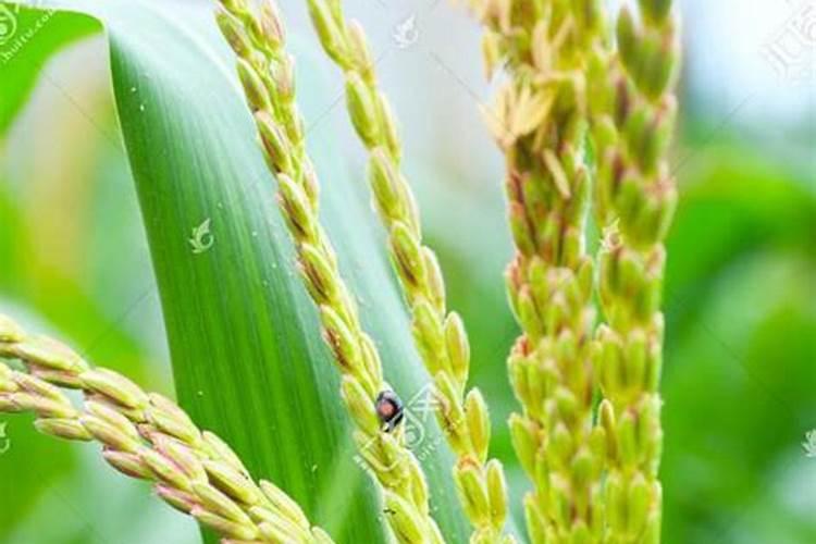 玉米一次性施肥氮磷钾怎么配合