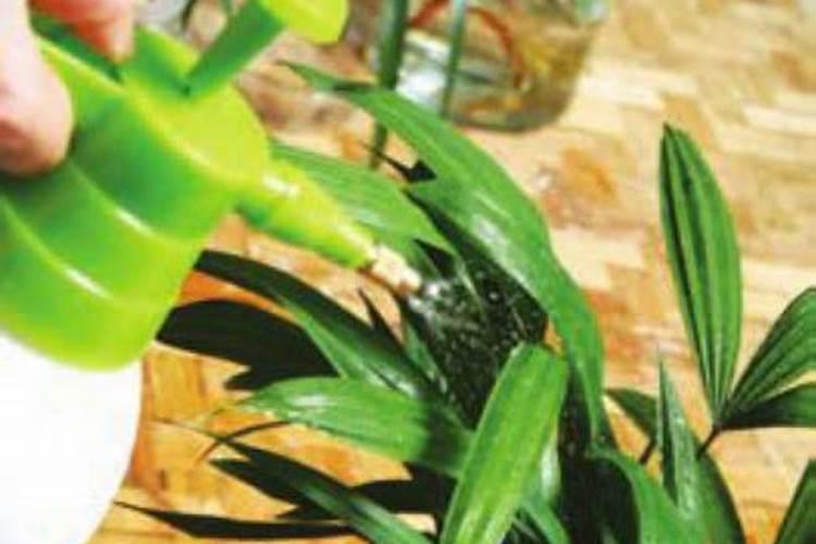 芸苔素内脂在大樱桃树上的具体使用配比