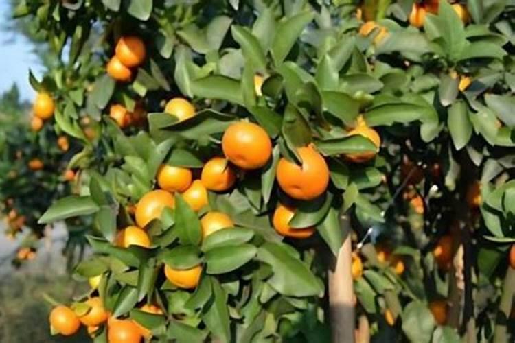 沙糖桔什么时候用钾肥？