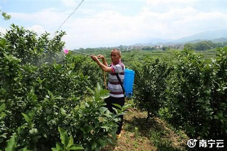 罗布泊速溶型硫酸钾在砂糖桔种植中的具体作用是什么？