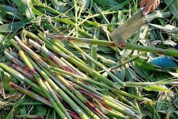 种植甘蔗时采取什么办法能让它变甜