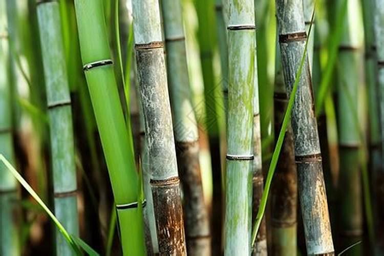 甘蔗上什么肥料甜