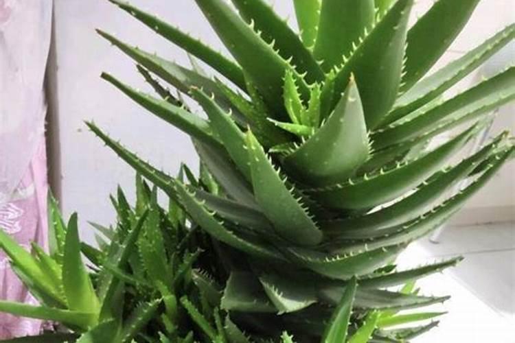 河北省常见的花卉花卉百科