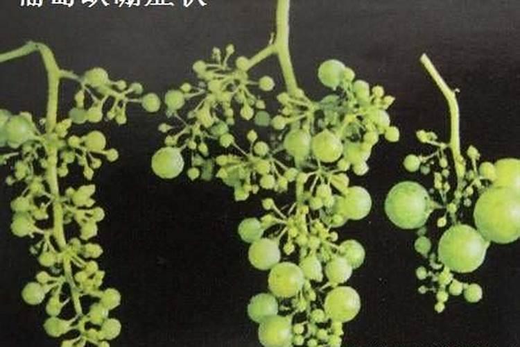 菠萝能施复合肥吗