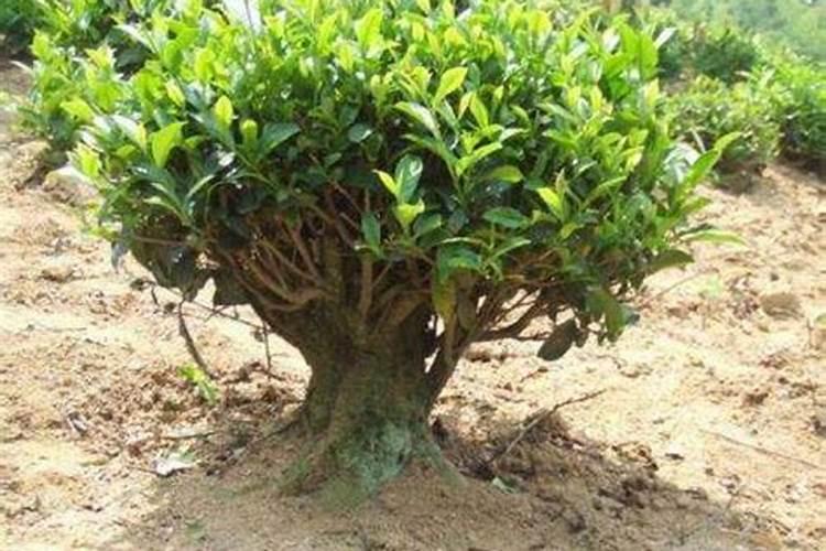 茶树底肥放什么肥好(底肥施用方法)