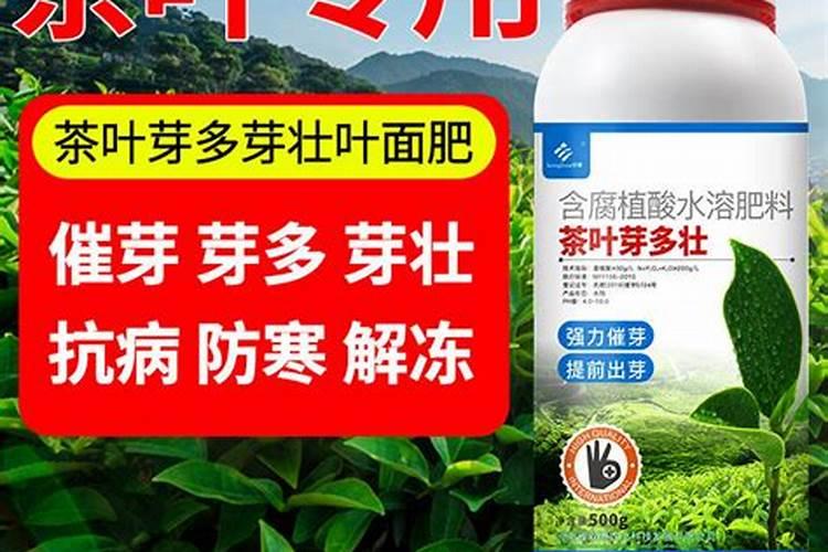 《专家支招》茶叶:抓好两重点 修剪施肥不能免