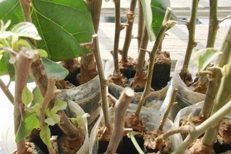 花椰菜要怎么施肥 高产品质好的花椰菜种植