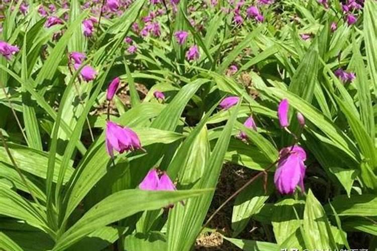 菜花什么时间施肥好？