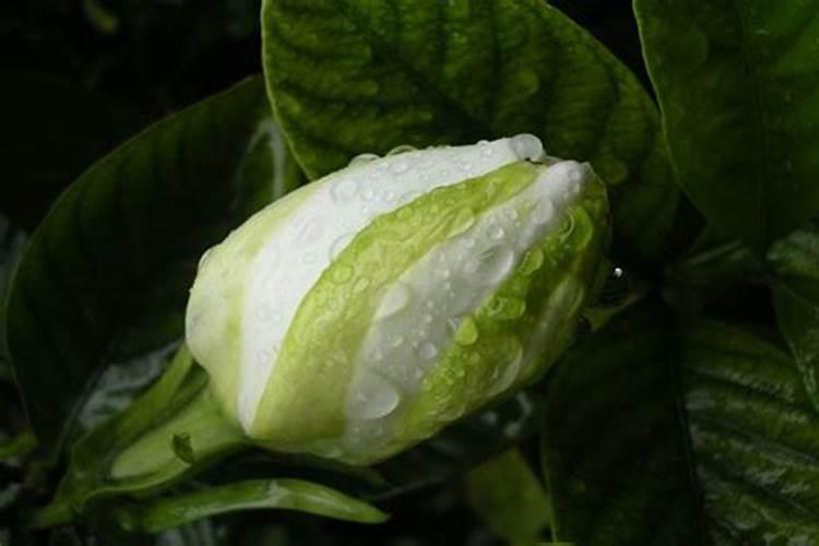 大叶金钻的栽培方法