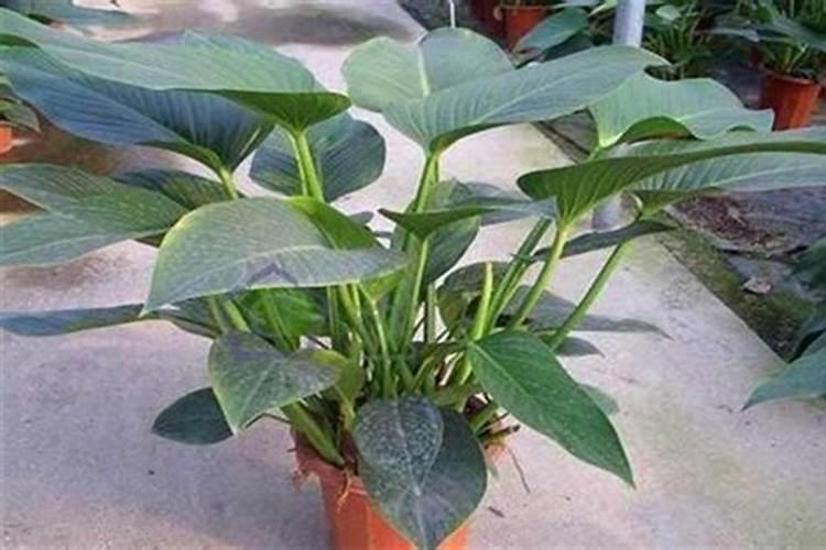 大叶金钻适合在卧室养吗？