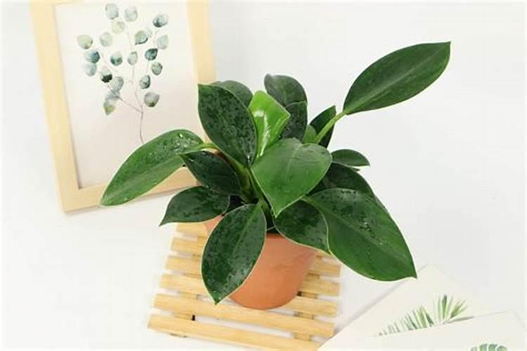 大叶金钻怎么培养