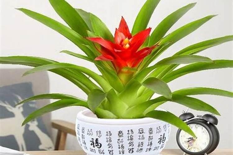 车厘子盆栽施什么肥,什么季节开花？