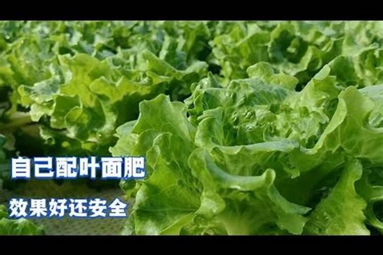 葡萄施什么肥料？葡萄打什么叶面肥能增产？葡萄着色增甜用金泰靓百度知...