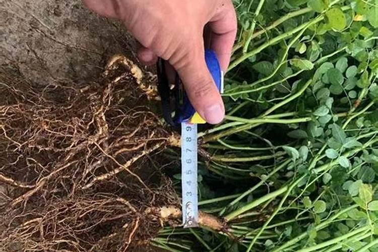 土豆怎样施肥 怎么给土豆施肥