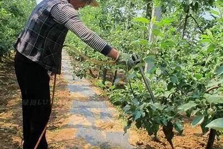 土豆施肥的方法