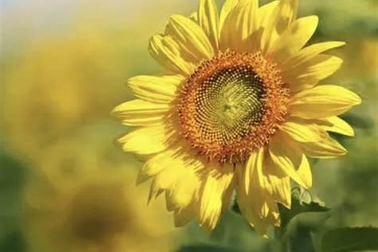 向日葵可以用芸苔素吗