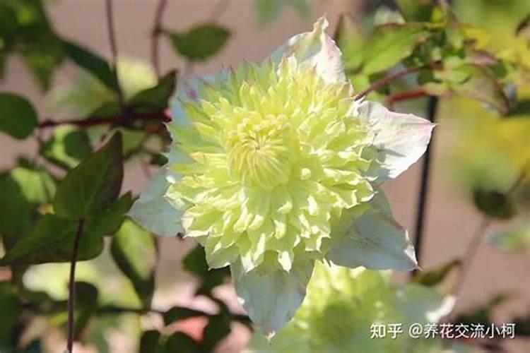 怎么给无花果施肥最好