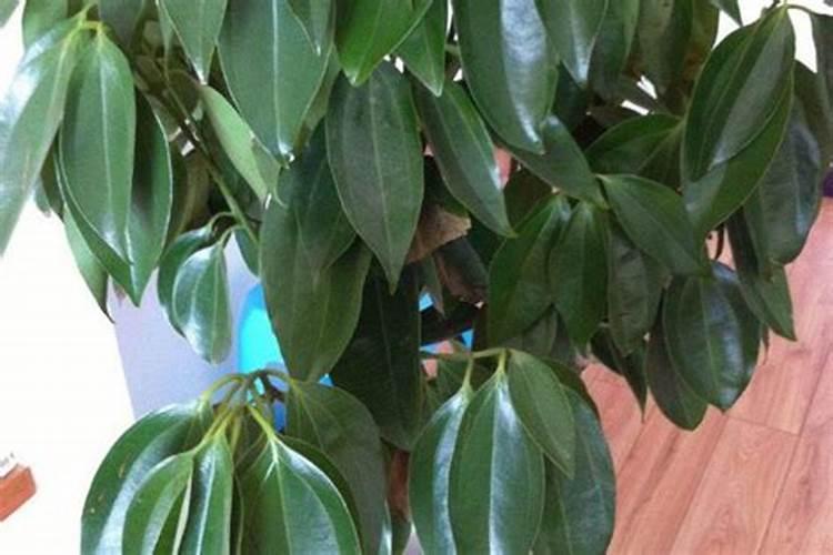 西红柿幼苗可以持续喷施叶面肥吗