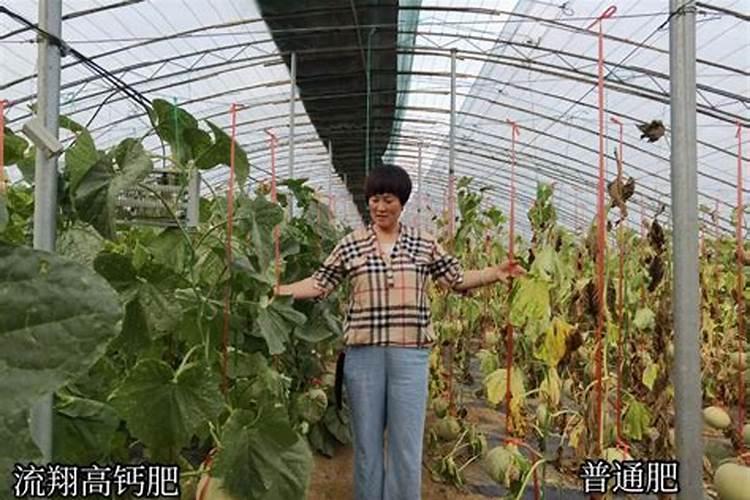 褐藻多糖硫酸酯的主要功效