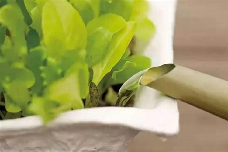 果树缺钙用什么肥料最适合(果树需补什么钙肥最好)