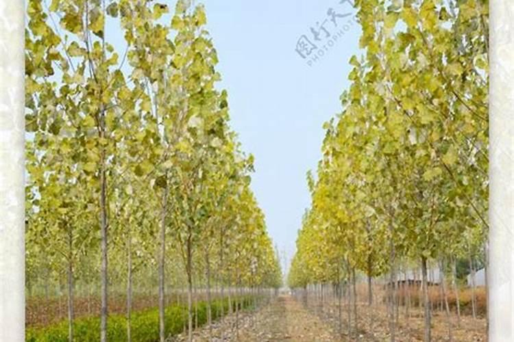 吉林化肥品牌 吉林化肥厂家 吉林有哪些化肥品牌【品牌库】