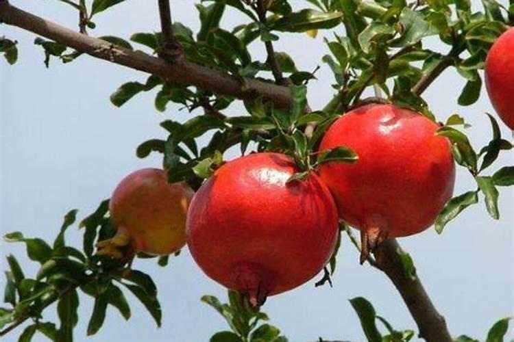 进入着色期的葡萄该怎样浇水和施肥？