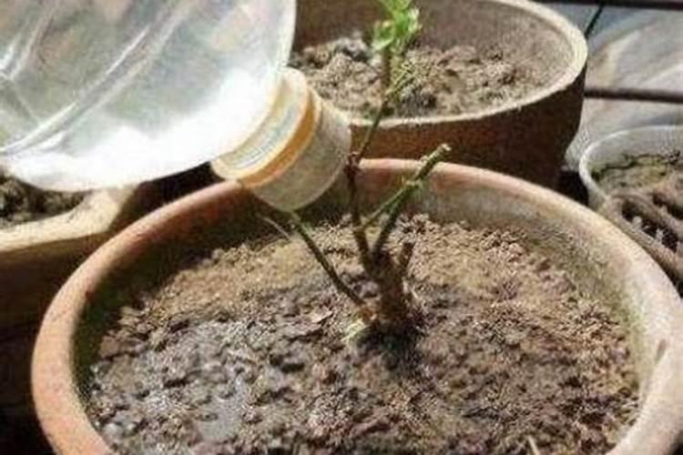 月季施肥过多的表现