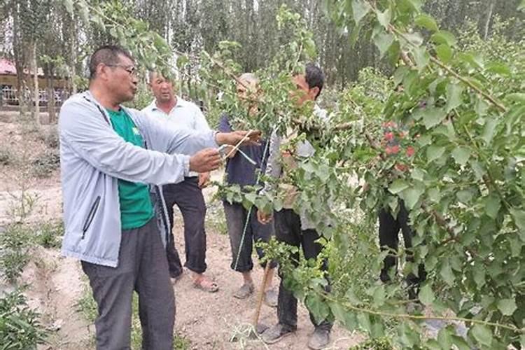 葡萄全年施肥方法