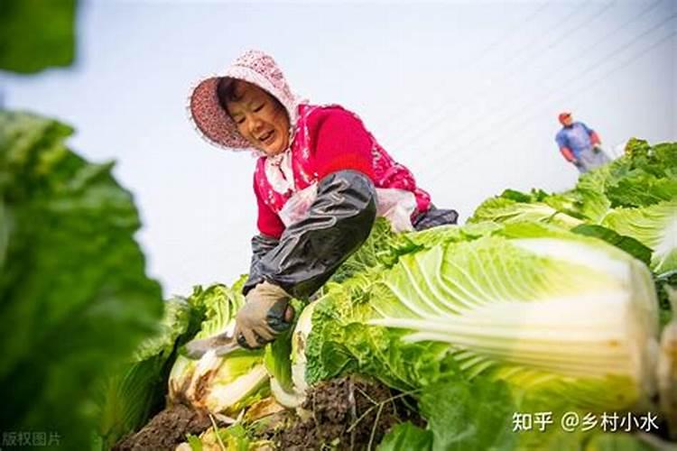 滴灌玉米施肥最佳方案