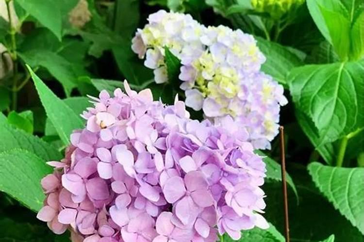 兰花用磷酸二氢钾养护的技巧