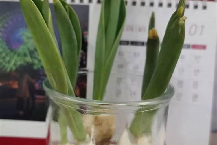 水培蔬菜生根肥有哪些？