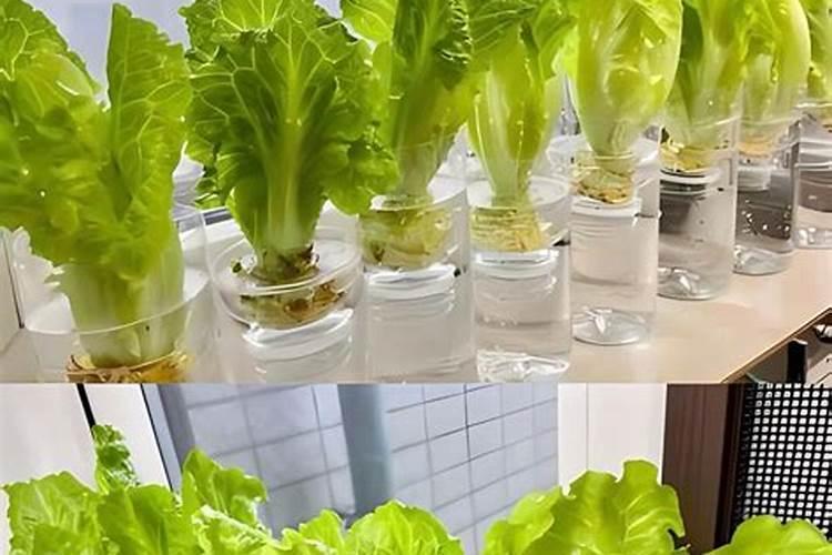 什么青菜可以水培