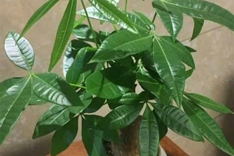 发财树浇什么肥料可枝叶旺盛