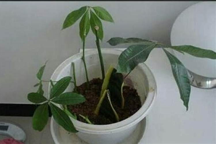 发财树浇什么肥料可枝叶旺盛 养殖盆栽发财树施肥方法