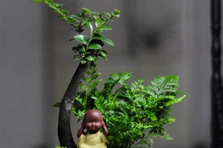 如何让黑骨茶发芽