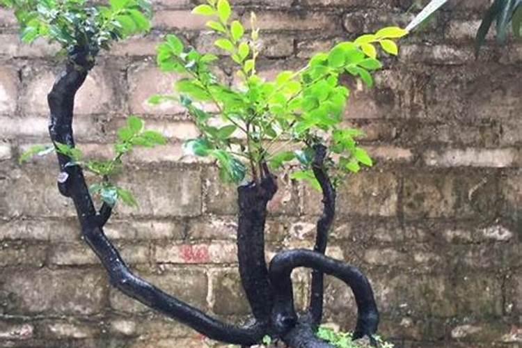 黑骨茶的养殖方法和注意事项